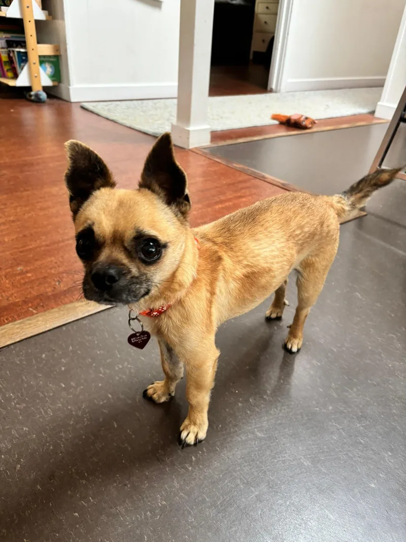 A senior small-sized male Yellow / Tan / Blond / Fawn Chihuahua dog named Peter for adoption in Santa Rosa, CA