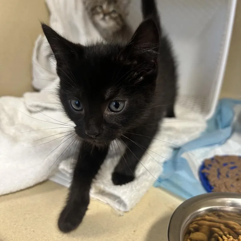 A baby small-sized male Black Domestic Short Hair cat named Chicago for adoption in Binghamton, NY