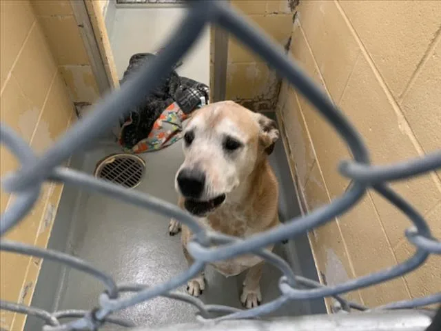An adult large-sized male Pit Bull Terrier dog named Greig for adoption in Tulsa, OK
