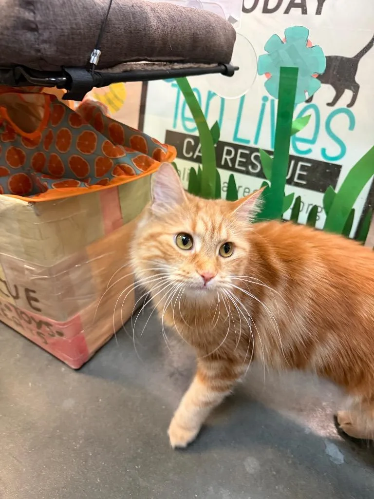 A young medium-sized female Domestic Short Hair cat named Solara for adoption in Pawtucket, RI