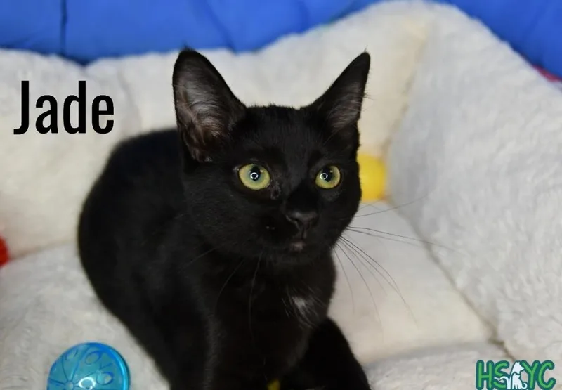 A baby medium-sized female Domestic Short Hair cat named Jade for adoption in Fort Mill, SC