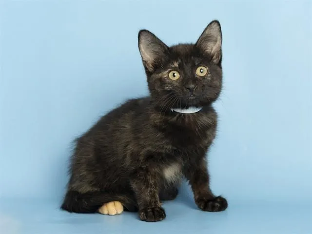 A baby small-sized female Domestic Short Hair cat named Luna for adoption in Phoenix, AZ
