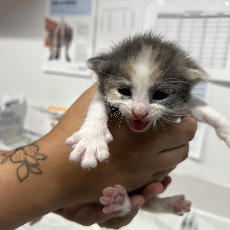 A baby small-sized female Calico Domestic Short Hair cat named Charmer for adoption in Edwardsville, IL