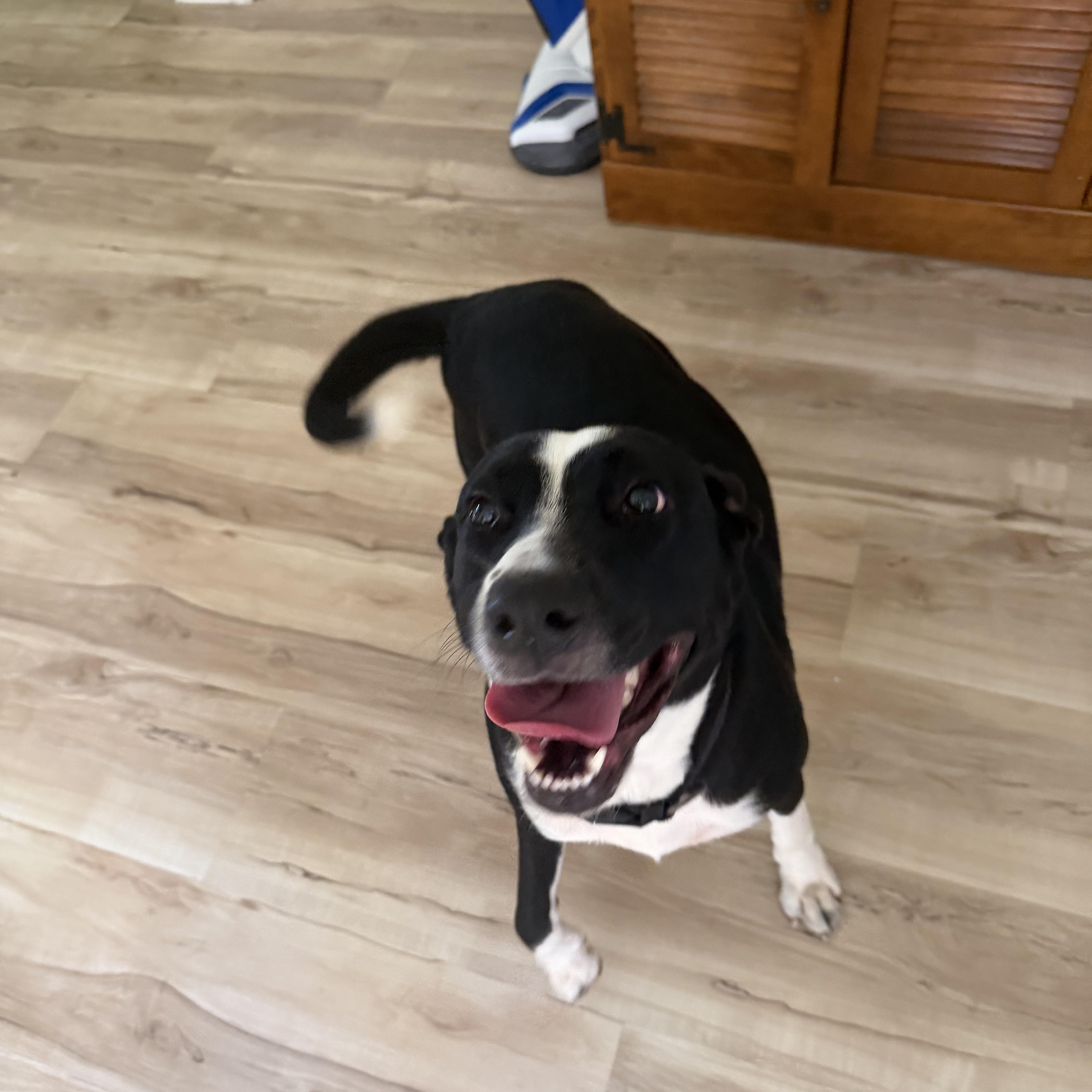 A young medium-sized female Black Labrador Retriever dog named Gracie for adoption in Bonita Springs, FL
