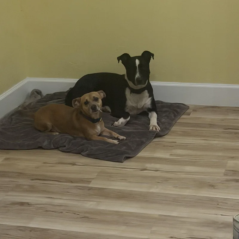 Gracie thumbnail 3