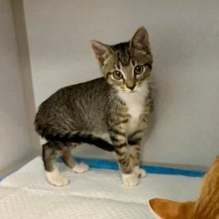 A baby small-sized female Tabby (Gray / Blue / Silver) Domestic Short Hair cat named Meli for adoption in Winter Haven, FL