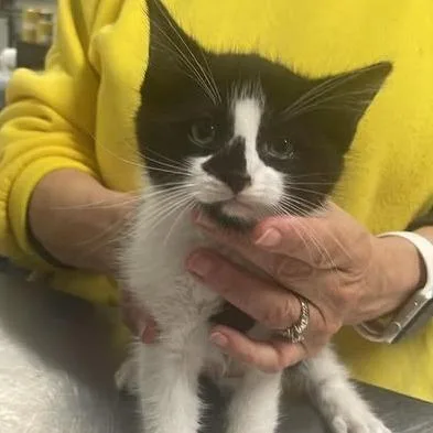 A baby small-sized female Black Domestic Short Hair cat named Daytona Beach for adoption in Fredericksburg, VA
