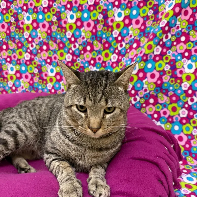 An adult large-sized male Gray / Blue / Silver Domestic Short Hair cat named Billy Jean for adoption in Deerfield, IL