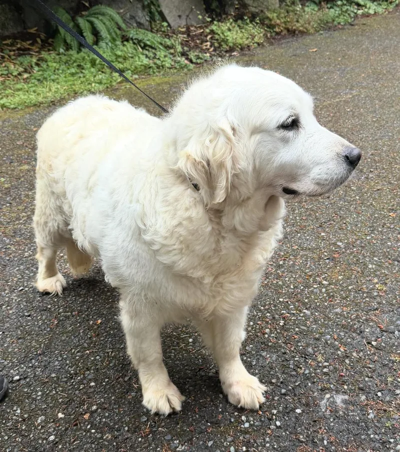 An adult large-sized female White / Cream Golden Retriever dog named Penny for adoption in Puyallup, WA