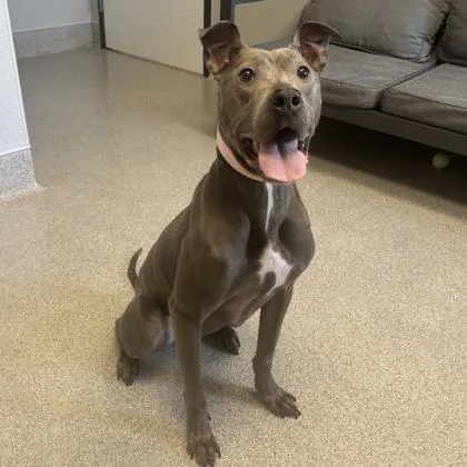 An adult medium-sized female Gray / Blue / Silver Mixed Breed dog named Luna for adoption in Lansing, MI