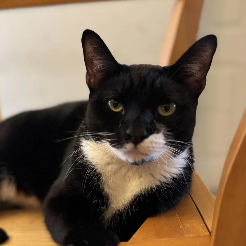 An adult small-sized male Black Domestic Short Hair cat named Alfie for adoption in Miami, FL