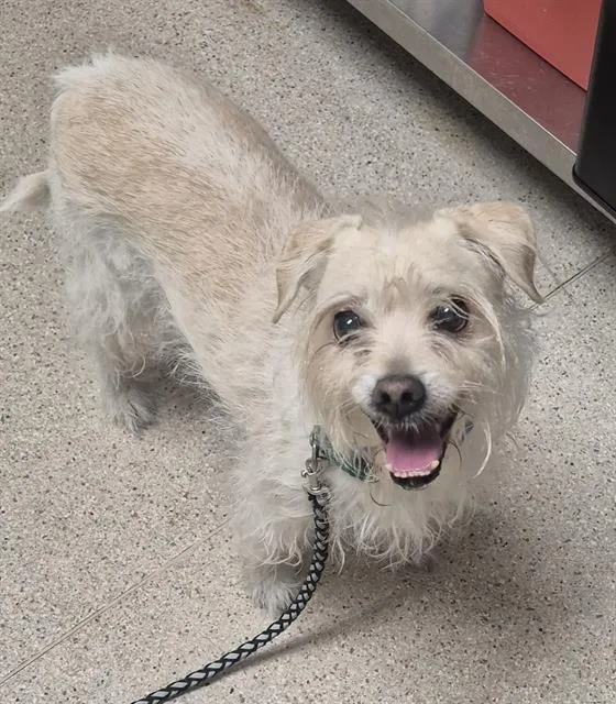 A senior small-sized male Terrier dog named Fat Boy for adoption in Bakersfield, CA