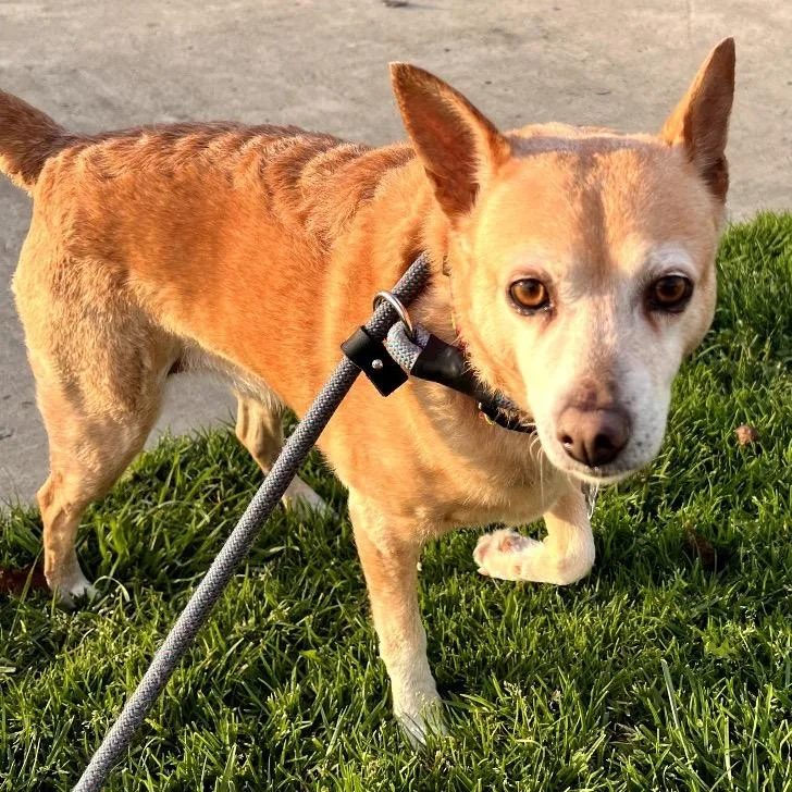 Pebbles  Costa Mesa thumbnail 2