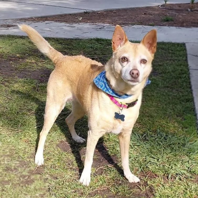 Pebbles  Costa Mesa thumbnail 3