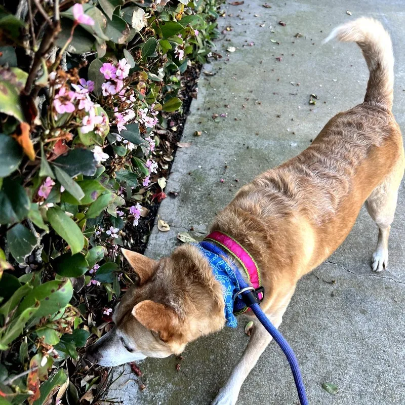 Pebbles  Costa Mesa thumbnail 5