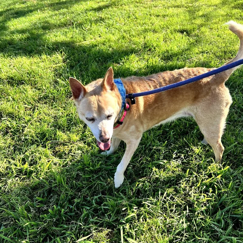 Pebbles  Costa Mesa thumbnail 6