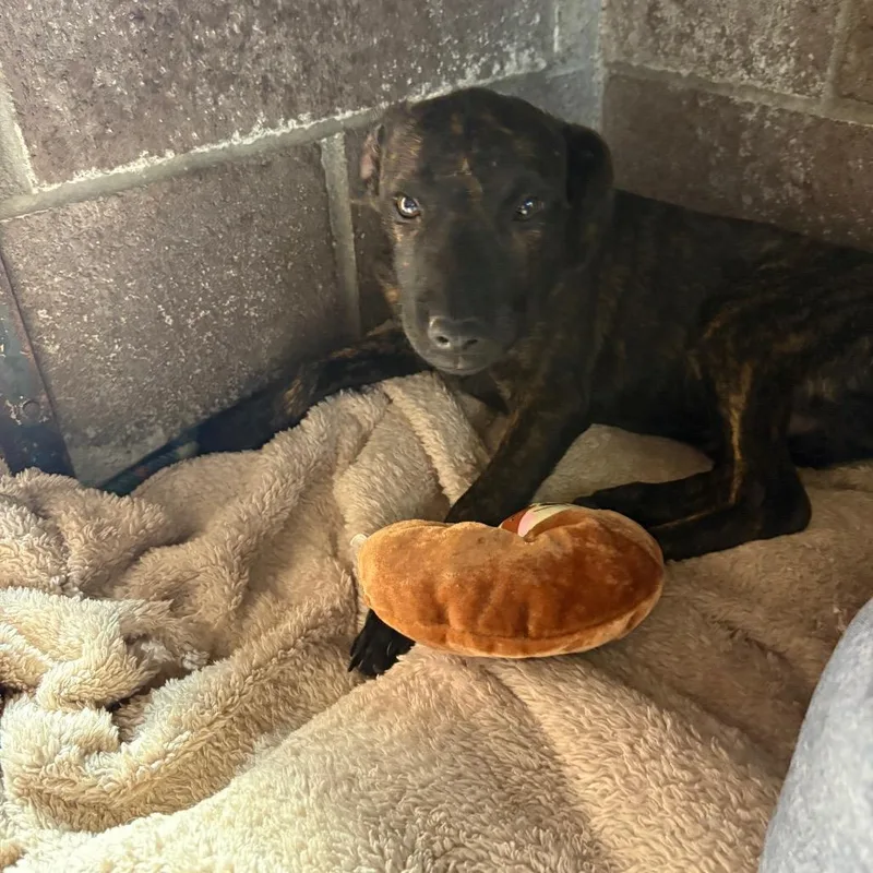 A baby small-sized male Brindle Black Mouth Cur dog named Rigby for adoption in Santa Barbara, CA