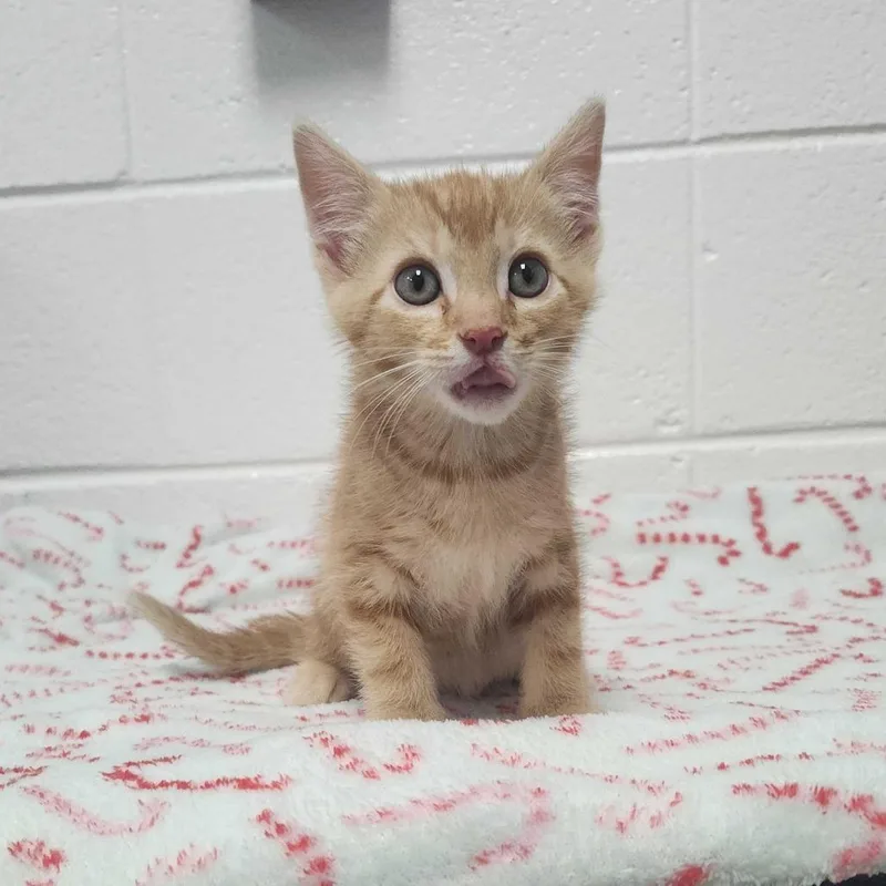 A baby small-sized male Orange / Red Domestic Short Hair cat named Max Modem for adoption in Spruce Pine, NC