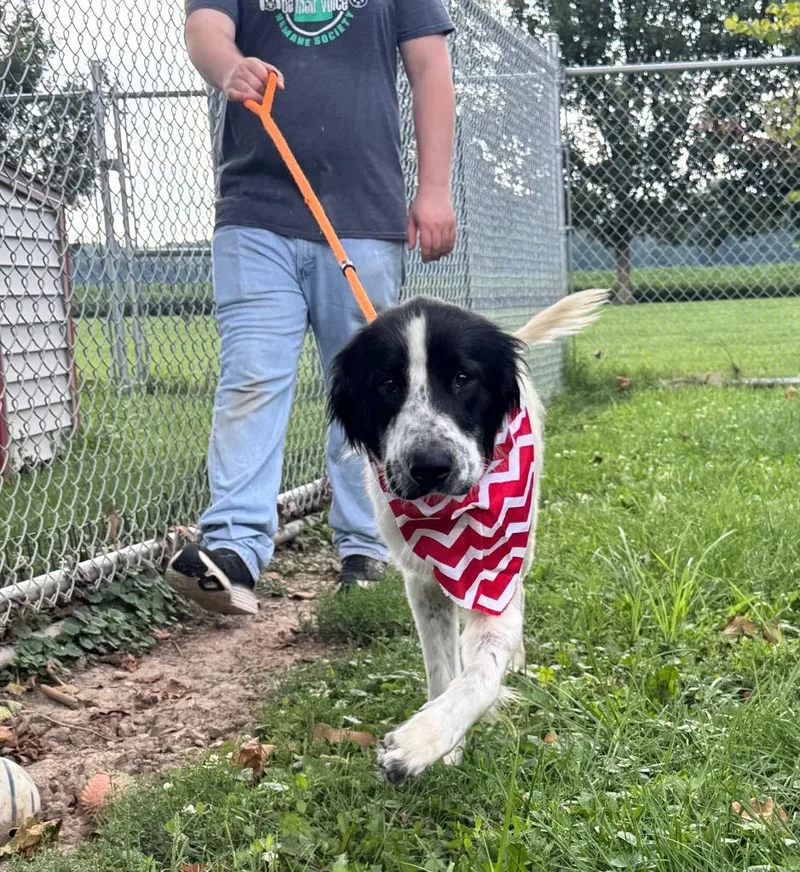 A young large-sized male English Setter dog named Rowan for adoption in Effingham, IL