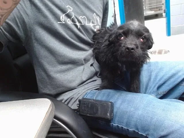 A baby small-sized male French Bulldog dog named Miu Miu for adoption in Albuquerque, NM