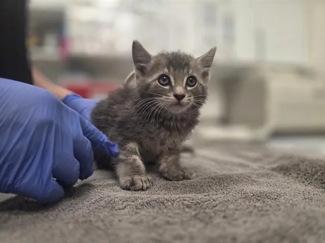 A baby small-sized male Domestic Short Hair cat named Bluff for adoption in Antioch, CA
