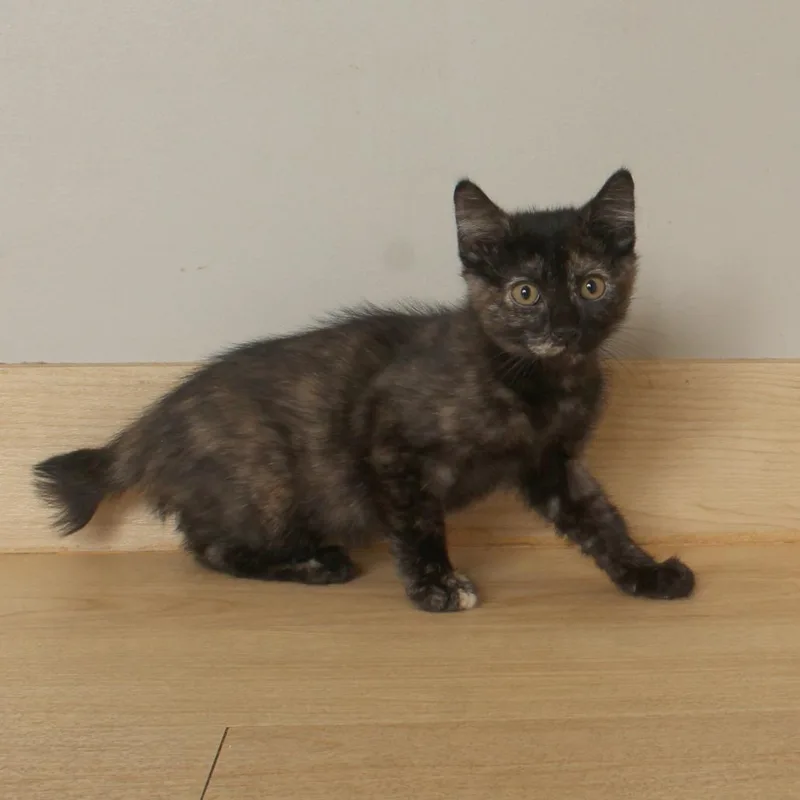 A baby small-sized female Tortoiseshell Domestic Medium Hair cat named Beret C for adoption in Minnetonka, MN