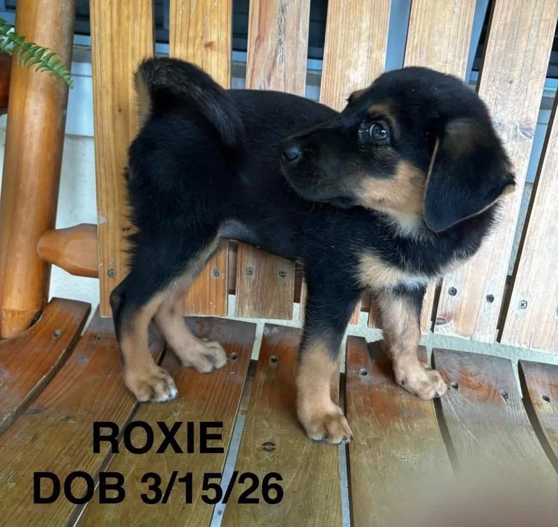 Roxie
