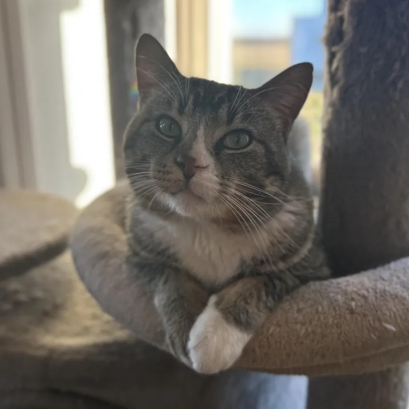 An adult large-sized male Brown / Chocolate Domestic Short Hair cat named Sebastian for adoption in Troy, IL