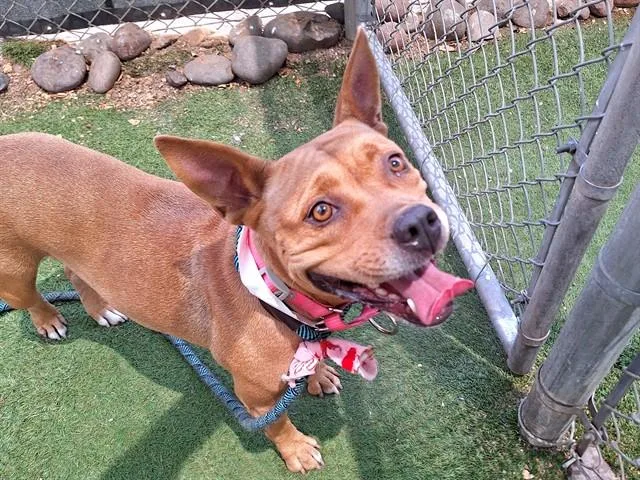 An adult large-sized female Pit Bull Terrier dog named Pearl for adoption in Phoenix, AZ