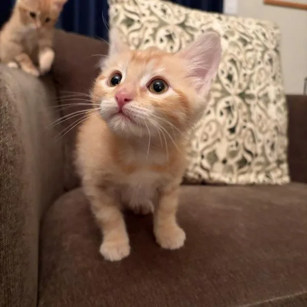A baby small-sized male Domestic Short Hair cat named Waffles for adoption in Oakland, CA