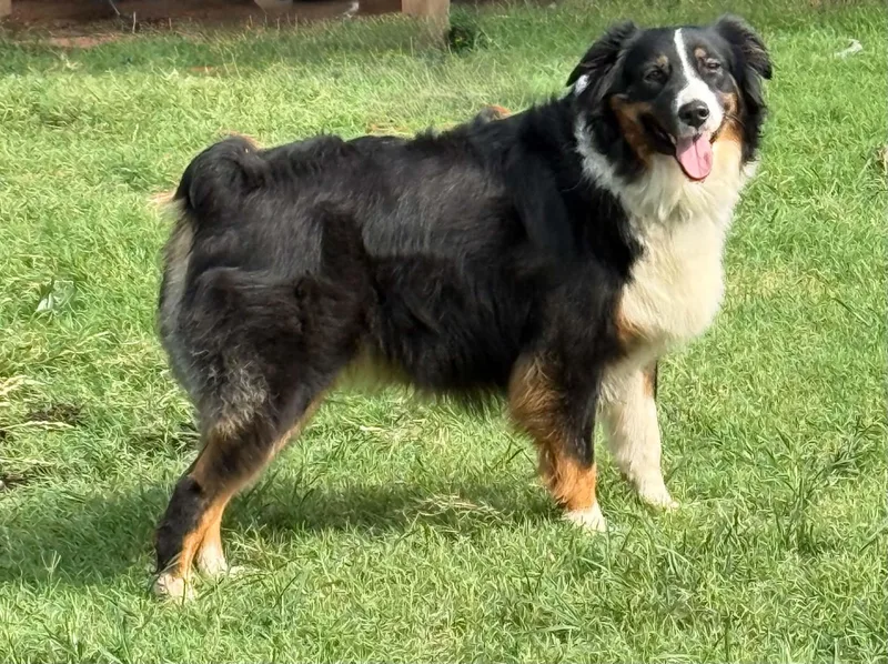An adult medium-sized female Tricolor (Brown, Black, & White) Australian Shepherd dog named Sassy Zanna for adoption in Oklahoma City, OK