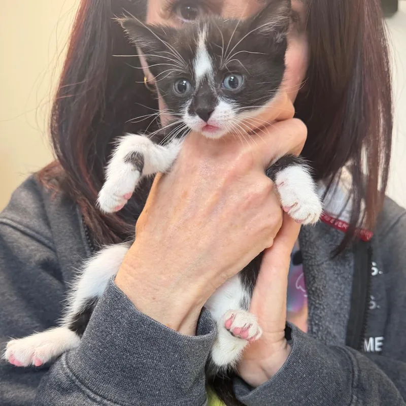 A baby small-sized female Black Domestic Short Hair cat named Clementine for adoption in Naperville, IL