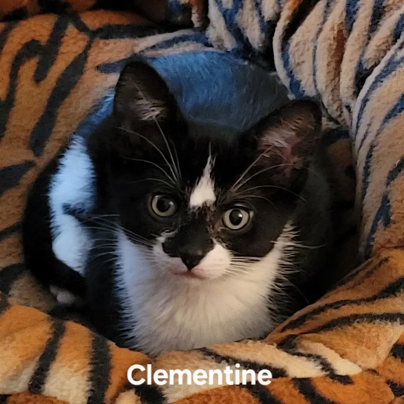 Clementine thumbnail 2