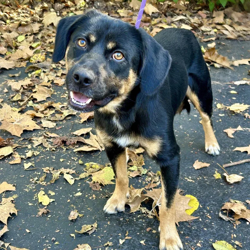 A young medium-sized male Labrador Retriever dog named Gabe for adoption in Norwood, OH