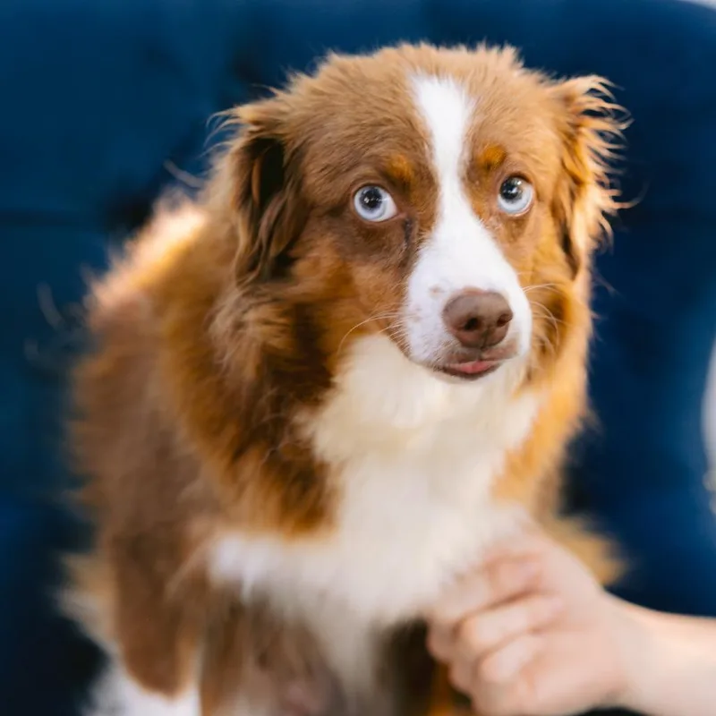 An adult small-sized female Australian Shepherd dog named Piper for adoption in Zionsville, IN