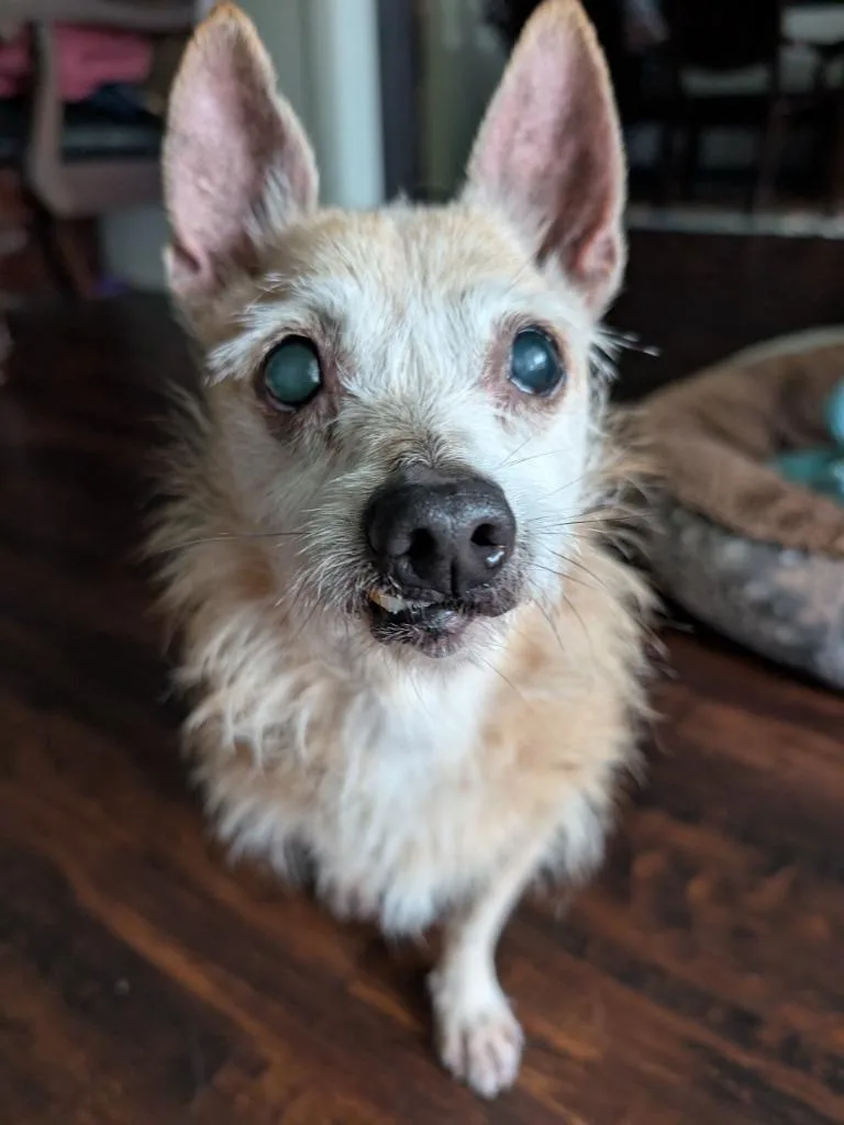 A senior small-sized female Chihuahua dog named Jazzy J for adoption in Bryan, TX