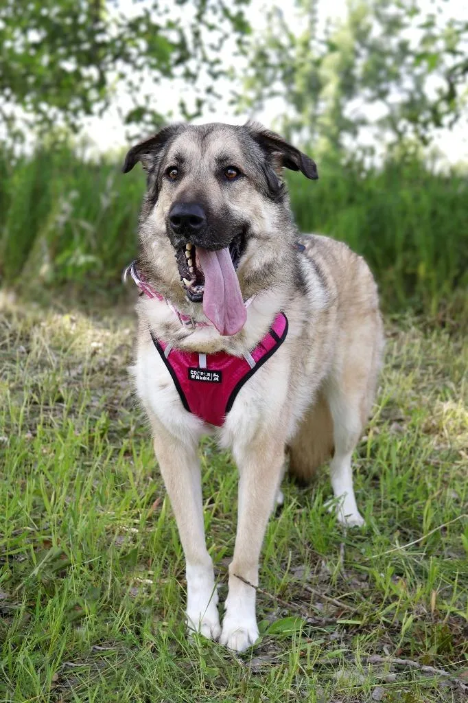 An adult large-sized female Anatolian Shepherd dog named Tootsie for adoption in Savage, MN
