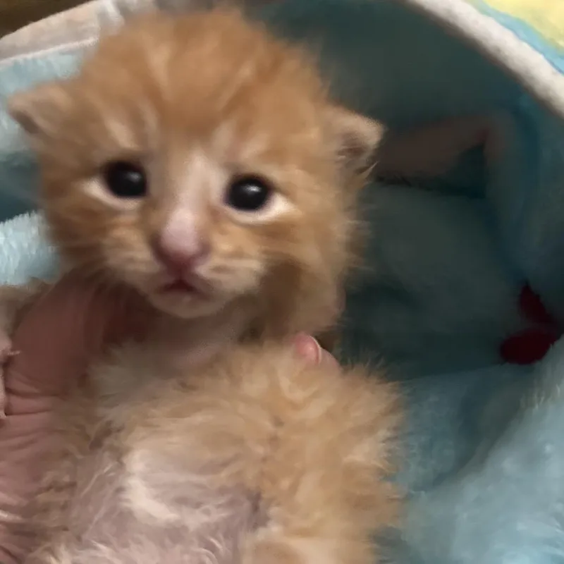 A baby small-sized male Orange / Red Domestic Short Hair cat named Encore for adoption in Greensboro, NC