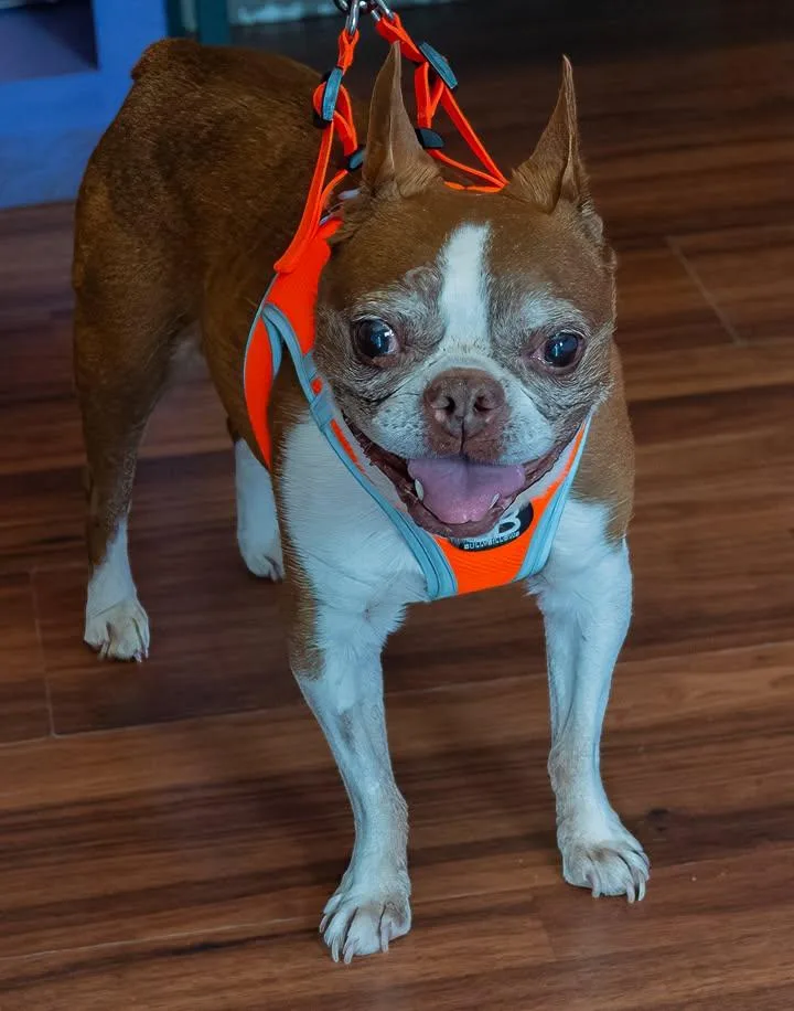 A senior small-sized female Boston Terrier dog named Lily for adoption in Egg Harbor City, NJ