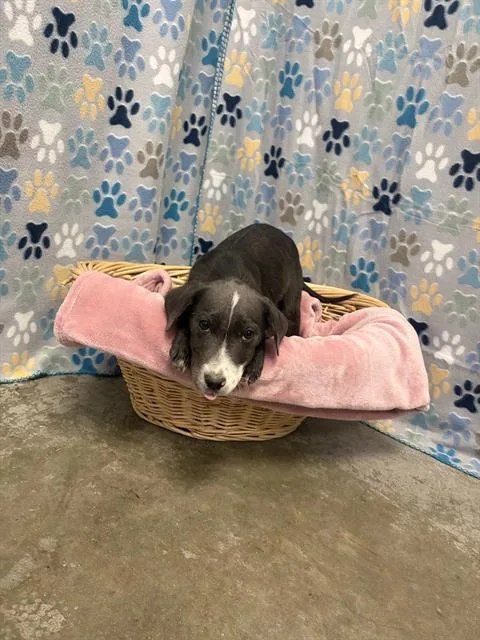 A baby medium-sized female American Bulldog dog named Zelda for adoption in Rosenberg, TX