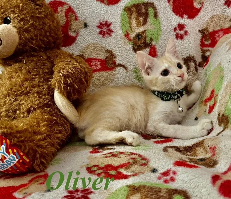A baby small-sized male Orange & White Tabby cat named Oliver for adoption in Orlando, FL
