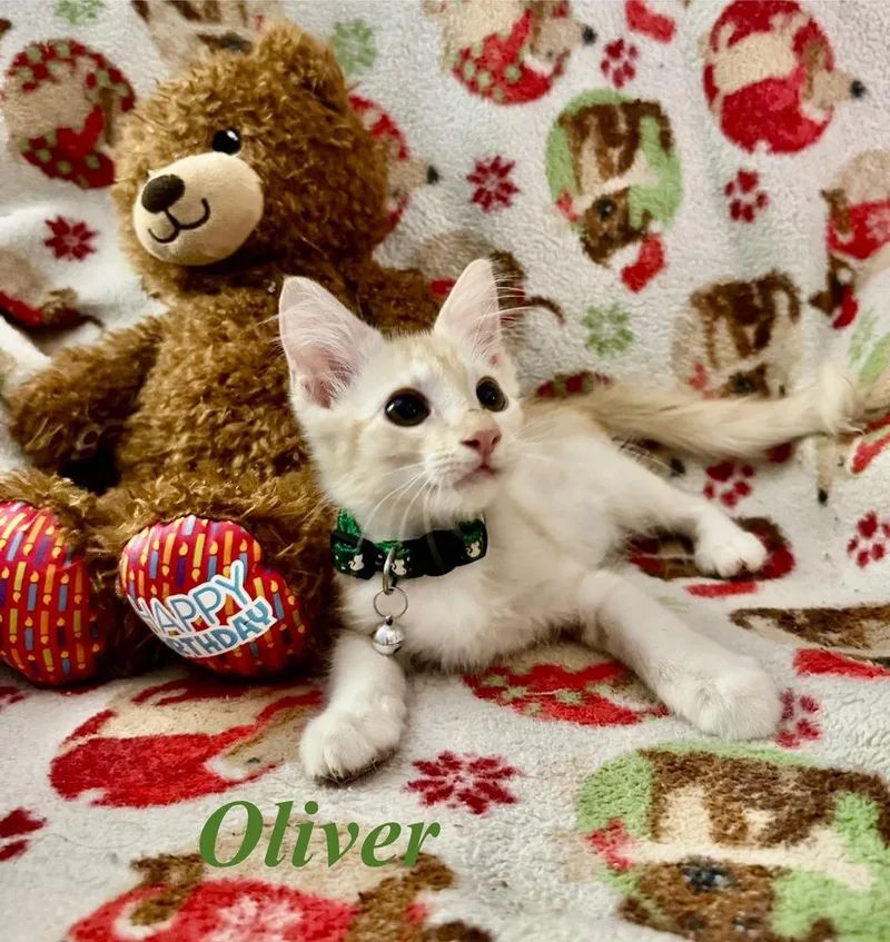 Oliver thumbnail 2