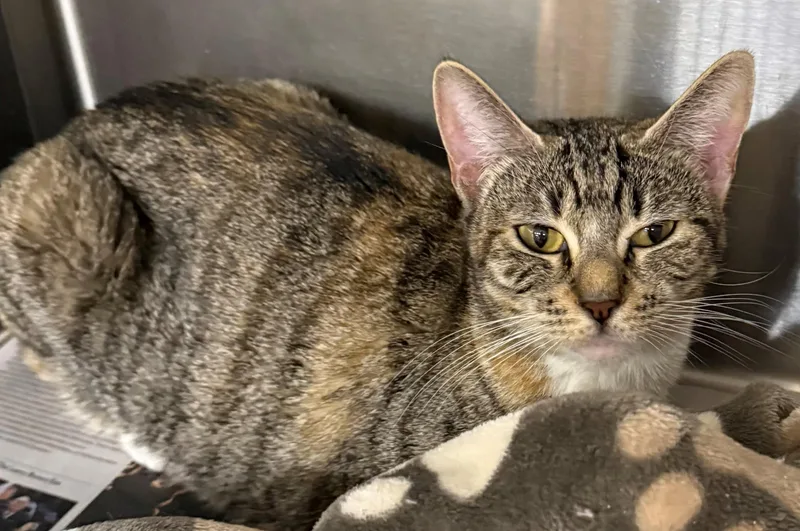 An adult medium-sized female Calico Domestic Short Hair cat named Cleo for adoption in Edison, NJ