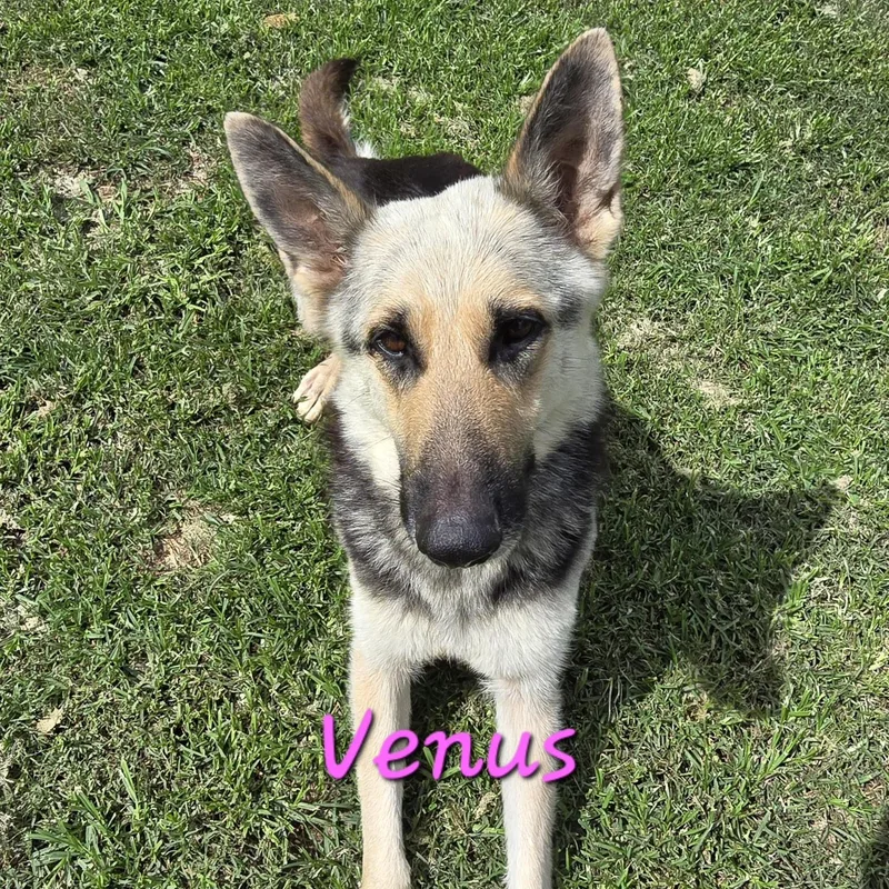 A young medium-sized female Sable German Shepherd Dog dog named Venus for adoption in Athens, AL