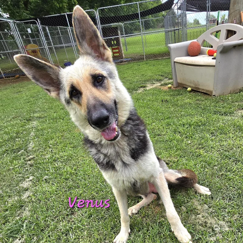 Venus thumbnail 2