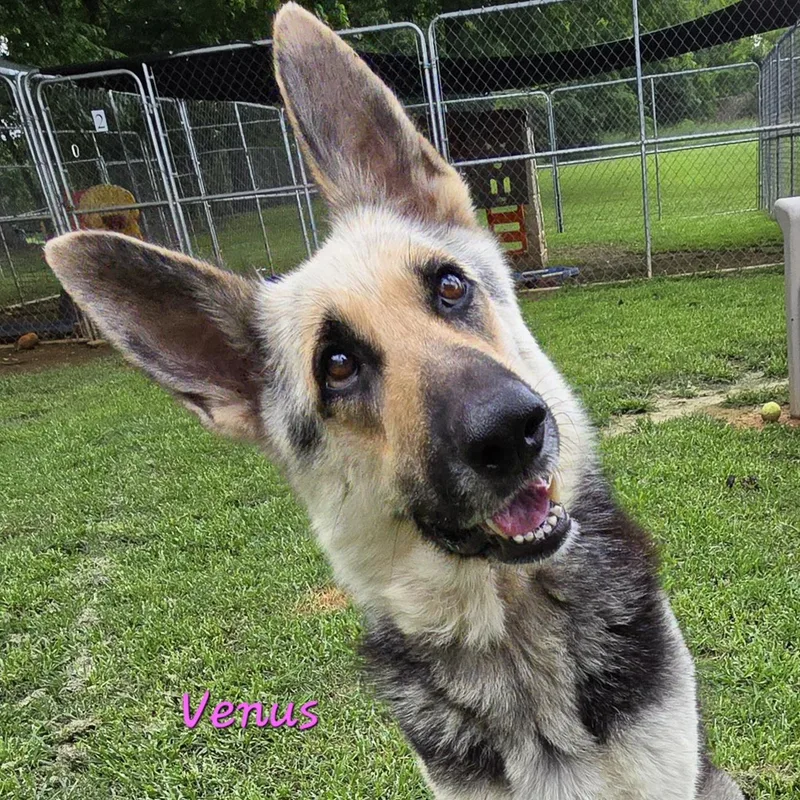 Venus thumbnail 3
