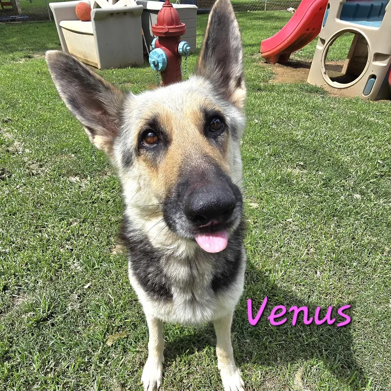 Venus thumbnail 6
