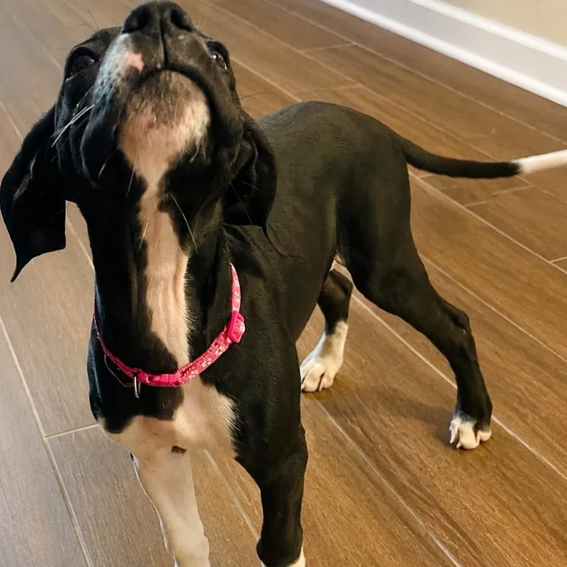 Chloe