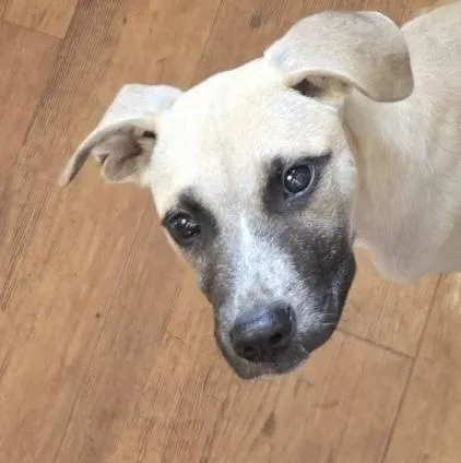 A baby medium-sized male Shepherd dog named Fennel for adoption in Dutton, VA