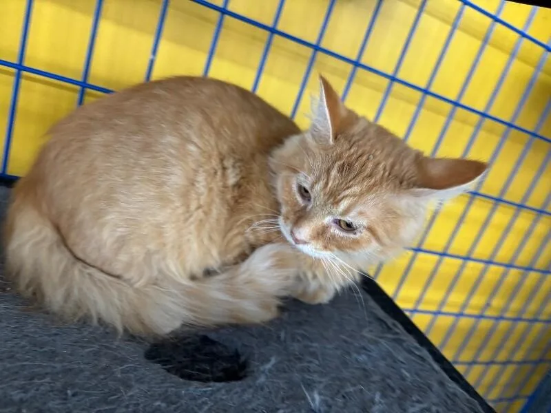 A young medium-sized male Domestic Medium Hair cat named Adobe for adoption in Grand Rapids, MI